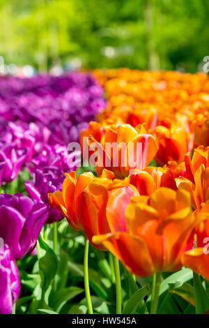 Frische schwarze Tulpen Lichtung im Keukenhof Garten Stockfoto