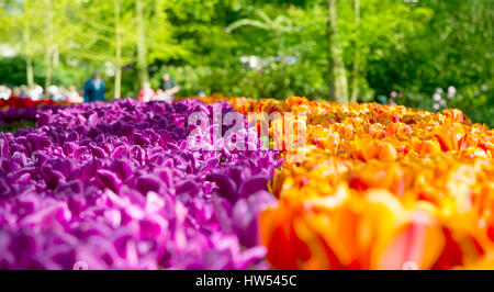 Frische schwarze Tulpen Lichtung im Keukenhof Garten Stockfoto