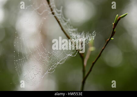 Gelingt in Wassertropfen nach Regen auf einem Weidenzweig mit grünen Knospen Stockfoto