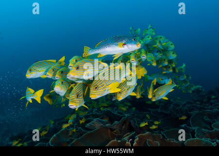 Fischschwarm von gelb-Band Süßlippen, Plectorhinchus Polytaenia, Raja Ampat, West Papua, Indonesien Stockfoto