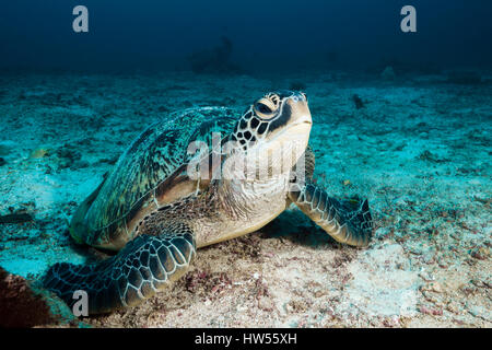 Green Sea Turtle, Chelonia Mydas, Raja Ampat, West Papua, Indonesien Stockfoto