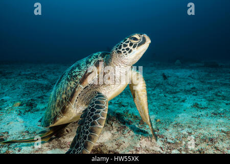 Green Sea Turtle, Chelonia Mydas, Raja Ampat, West Papua, Indonesien