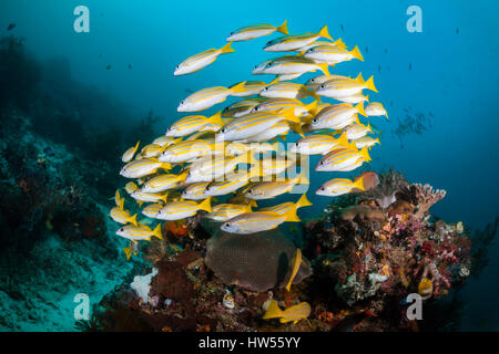 Schwarm von Bengal Snapper und Big-Eye Snapper, Lutjanus Bengalensis, Lutjanus Lutjanus, Raja Ampat, West-Papua, Indonesien Stockfoto