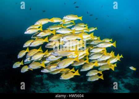 Schwarm von Bengal Snapper und Big-Eye Snapper, Lutjanus Bengalensis, Lutjanus Lutjanus, Raja Ampat, West-Papua, Indonesien Stockfoto