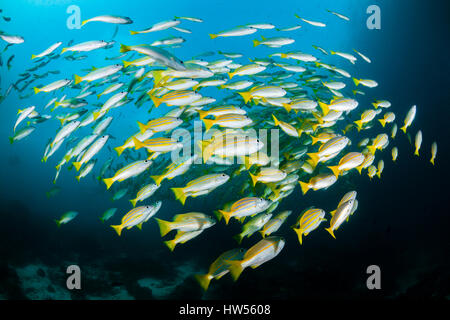 Schwarm von Bengal Snapper und Big-Eye Snapper, Lutjanus Bengalensis, Lutjanus Lutjanus, Raja Ampat, West-Papua, Indonesien Stockfoto