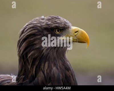 Seeadler, Kopf, Schnabel Stockfoto