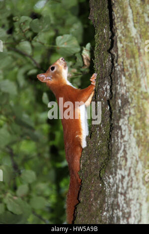 Schlanke rote Eichhörnchen Kletterbaum - Kurpark Park Wiesbaden - Sommer, Frühling Stockfoto