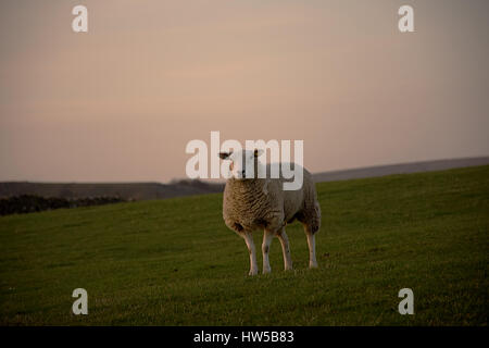 Einsame Schafe auf dem Feld während Sonnenuntergang im Peak District National Park, Derbyshire, Großbritannien. schweigenden Lämmer. Stockfoto