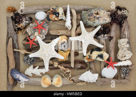 Abstrakte Kunst Strand mit Treibholz, Muscheln, Steinen und Algen auf Sand bilden einen Hintergrund. Stockfoto