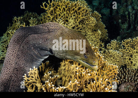 Riesen Muräne Gymnothorax Javanicus, Marsa Alam, Rotes Meer, Ägypten Stockfoto