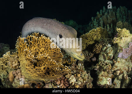 Riesen Muräne Gymnothorax Javanicus, Marsa Alam, Rotes Meer, Ägypten Stockfoto