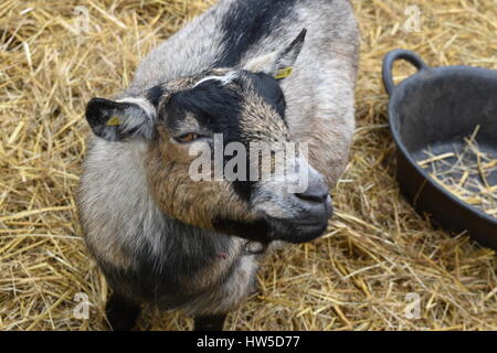 Mürrisch kleine Ziege Stockfoto