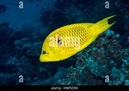 Slingjaw Lippfische, Epibulus Insidiator, Marsa Alam, Rotes Meer, Ägypten Stockfoto