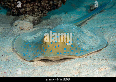 Bluespotted Ribbontail Ray, Taeniura Lymma, Marsa Alam, Rotes Meer, Ägypten Stockfoto
