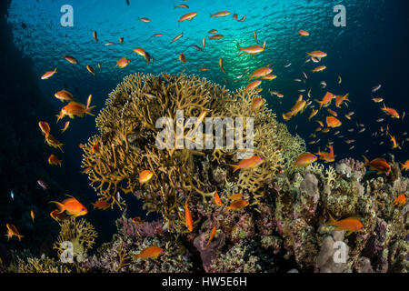 Net fire Coral, millepora dichotoma, Marsa Alam, Rotes Meer, Ägypten Stockfoto
