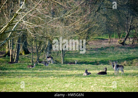 Gruppe von europäischen Reh (Capreolus Capreolus) Stockfoto