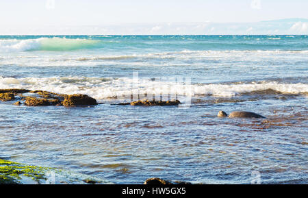 Nahaufnahme der grünen Meeresschildkröte anhalten Futtersuche zum Durchatmen auf der Big Island von Hawaii mit Wellen und Maui im Hintergrund. Stockfoto