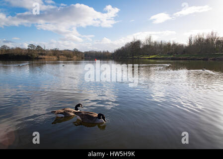 Zwei Gänse schwimmen durch das Wasser des Sees Pfeil Tal in Redditch Stockfoto