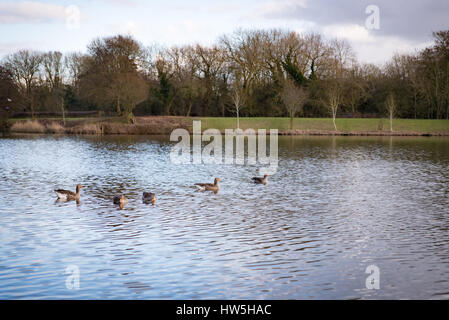 Eine Gruppe von Gänsen, die durch das Wasser des Arrow Valley Lake in Redditch schwimmen Stockfoto