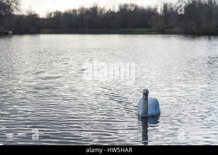 Eine einzelne, einsame Schwan treiben im Wasser des Sees Pfeil Tal in Redditch Stockfoto
