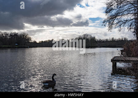 Eine einzige Gans im Wasser des Arrow Valley Lake in Redditch in der Dämmerung Stockfoto
