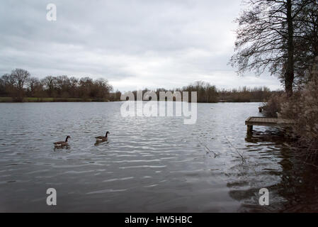 Zwei Gänse schwimmen in der Dämmerung im Wasser des Arrow Valley Lake in Redditch Stockfoto