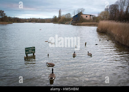 Eine Gruppe von Gänsen, die im Wasser des Arrow Valley Lake in Redditch schwimmen Stockfoto