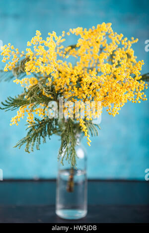 Zweig mit Blüten Mimosa in Glasflasche auf blauem Hintergrund Stockfoto
