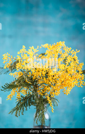 Zweig mit Blüten Mimosa in Glasflasche auf blauem Hintergrund Stockfoto