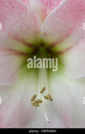 Nahaufnahme der Blüte eine Amaryllis Stockfoto