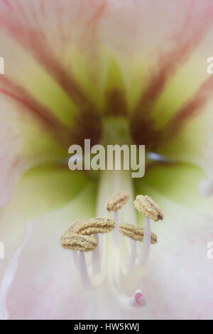 Nahaufnahme der Hippeastrum (Amaryllis) Blume illustrieren sechs Staubblätter mit prominenten Staubgefäße tragen Pollen hautnah. Stockfoto