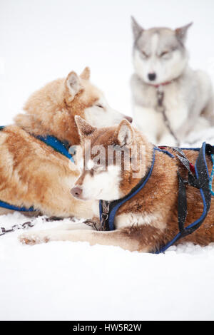 Huskies ruht im Freien vor dem Schlitten fahren Stockfoto