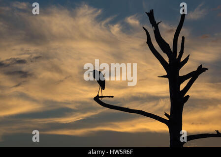 Great Blue Heron Silhouette gegen den stürmischen Himmel. Stockfoto