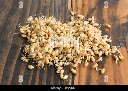 Gekeimten Weizen auf rustikalen hölzernen Hintergrund. Stockfoto