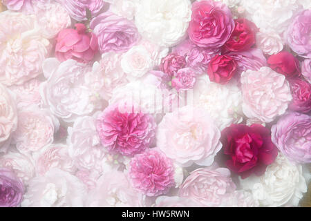 Bild von rosa Vintage Rosen Hintergrundtextur Stockfoto