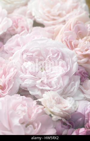 Bild von rosa Vintage Rosen Hintergrundtextur Stockfoto