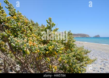 Weiße Bohnen Caper (Xygophyllum Album) Busch wachsen an einem Strand, Xerokambos, Sitia, Kreta, Griechenland, Juli. Stockfoto