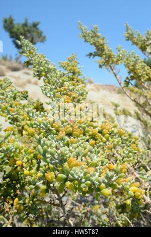 Weiße Bohnen Caper (Xygophyllum Album) Busch wachsen an einem Strand mit Früchten "Kapseln", Xerokambos, Sitia, Kreta, Griechenland, Juli. Stockfoto