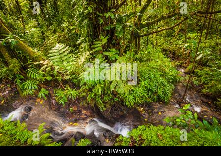 Frankreich, Guadeloupe (Französische Antillen), Basse-Terre, Saint-Claude, La Soufriere, den Spitznamen der Vie Madanm auf Guadeloupe Kreolisch oder die alte Dame in Französisch, ist ein aktiver Vulkan befindet sich im Nationalpark Stockfoto