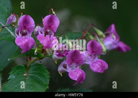 Frankreich, Doubs, Flora, Drüsige Springkraut (Impatiens Glandulifera), invasive Pflanze Stockfoto