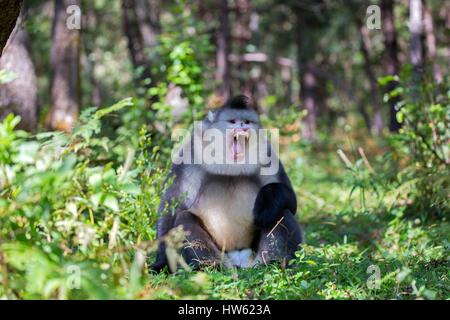 China, Yunnan Provinz Yunnan stupsnasige Monkey (Rhinopithecus Bieti), Männchen Stockfoto