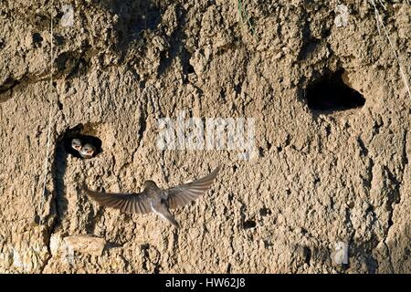 Frankreich, niedrige Tal, Bank schlucken (Riparia Riparia), eingebettet in der Bank des Flusses Doubs, Allenjoie, Allan Fütterung Stockfoto