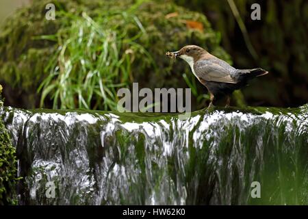 Frankreich, Doubs, Doue Tal, Wasseramseln (Cinclus Cinclus), Futter für Küken im nest Stockfoto