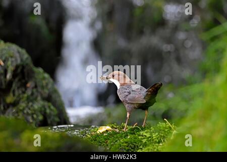 Frankreich, Doubs, Doue Tal, Wasseramseln (Cinclus Cinclus), Futter für Küken im nest Stockfoto