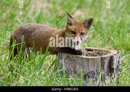 Frankreich, Doubs, Rotfuchs (Vulpes Vulpes), fox Cub spielt mit einem alten Totholz Stamm auf einer Wiese am Waldrand Stockfoto