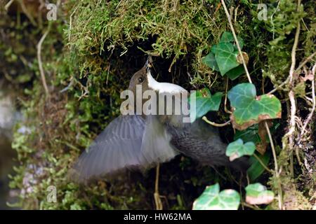 Frankreich, Doubs, Doue Tal, Wasseramseln (Cinclus Cinclus), Fütterung der Küken im nest Stockfoto