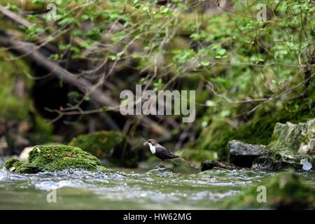 Frankreich, Doubs, Doue Tal, Wasseramseln (Cinclus Cinclus), Futter für Küken im nest Stockfoto