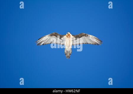 Frankreich, Savoie, Alpen, bearded Vulture (sollten Barbatus) im Flug gegen den Himmel Stockfoto