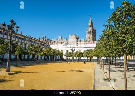 Spanien Andalusien Sevilla Santa Cruz Viertel der Glockenturm Giralda als Weltkulturerbe von der UNESCO vom Patio aufgeführt de Banderas Stockfoto