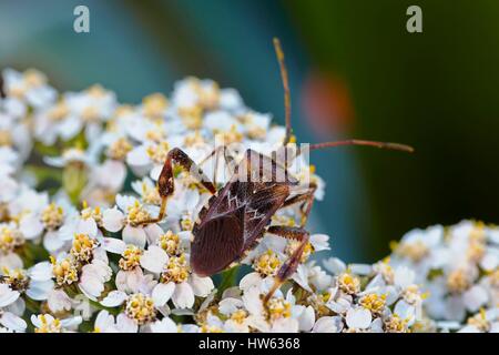 Frankreich, Morbihan, Hemiptera, Coreidae, westlichen Nadelbaum-Samen-Bug oder Blatt-footed Bug (Leptoglossus Occidentalis) Stockfoto